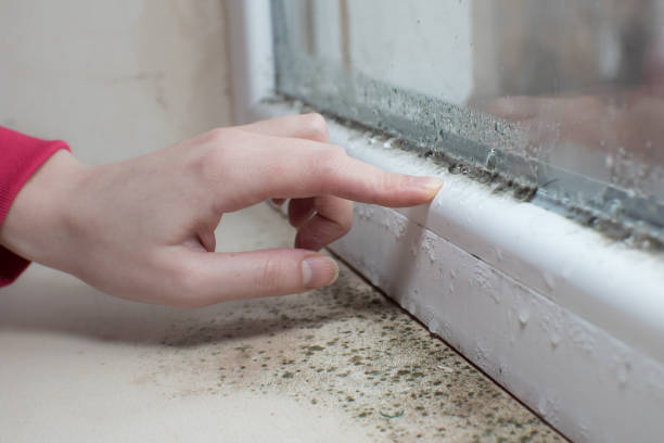 Best Biohazard Mold Removal  in Julesburg, CO